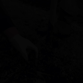 里芋の収穫の画像