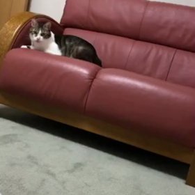 幼稚園問題…やっと落ち着くと思いきや落ち着いた。デールとマリー動画。の画像