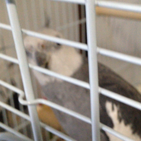 オンチなオカメの画像