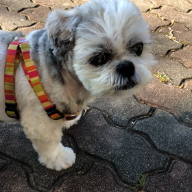 蝉の大合唱とお散歩。の画像