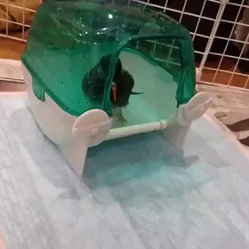 今日のヒーヒー(2017/10/1)の画像