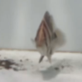 ハイボディの画像