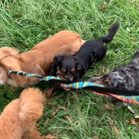 9月12日16わんこと1時間遠足  代々木公園の画像