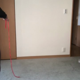 ジムが今日もお休みで…保護猫デールと遊ぶ動画！の画像