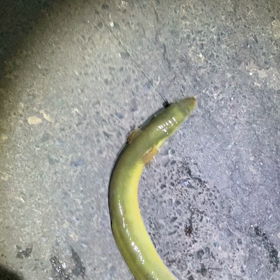 天然うなぎと満月。の画像