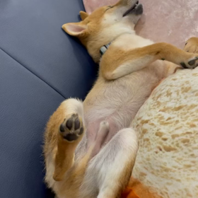 走ってる？の画像