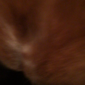 子犬に健やかな未来を与えるために☆の画像