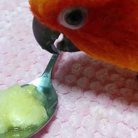 ぴーちゃんと林檎  その②の画像