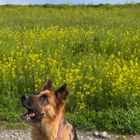 もくとんの術　　木々や稲、麦、草に身を隠す術の画像