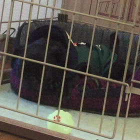 耳をすませての画像