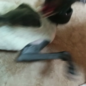 じゃれ愛の画像