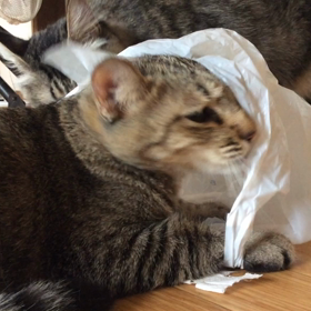 ナイロン袋と猫の画像