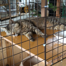 【保護猫】ケンさん飼い猫疑惑高まるの画像