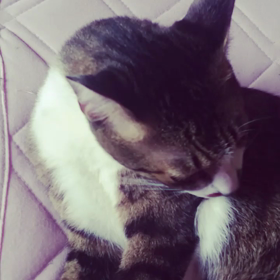 我が家の猫ちゃんvol.159  動画の画像