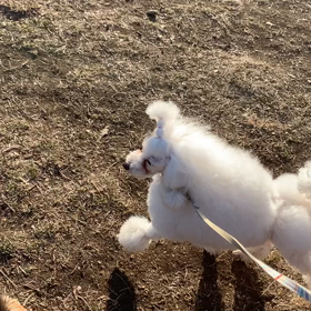 1月14日12わんこと2時間遠足　代々木公園表参道の画像