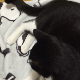 コロコロととのちゃんの画像