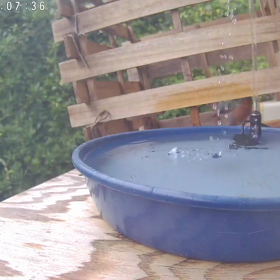 すぎぴたんの事件簿シーズン3　370話（物おじしないキジバト）の画像