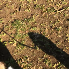 ♪お散歩動画♪代々木公園♪の画像