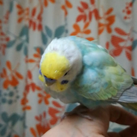 ブレスレット受付終了ですの画像