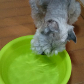 大型犬になったつもりの画像