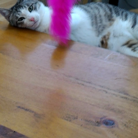 出た♪出た✌(♡ˆ﹀ˆ)♬〃の画像