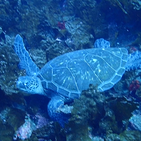 カメ祭りの画像