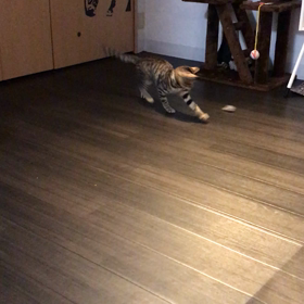 去勢手術後の画像