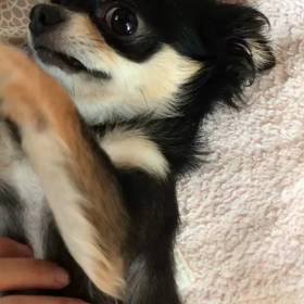 癒しの♡の画像