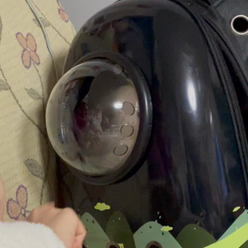 シロちゃん、キャリーリュックにINの画像