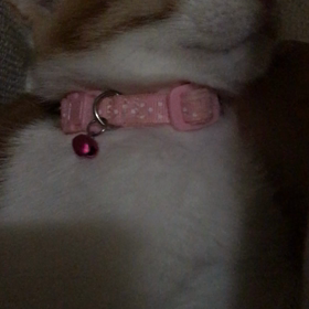 イカ耳さんの画像