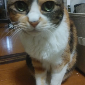こももの動画の画像