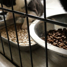 もう食べれるの？の画像