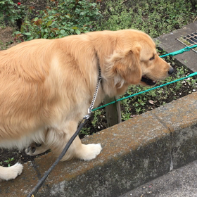 今日のレオの画像