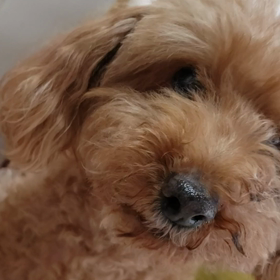 メロ君との会話の画像