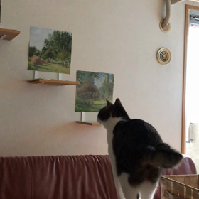 ワクチン接種、電話予約したよ！デールハンモック入ったよ！の画像