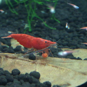 エビの赤ちゃんの画像