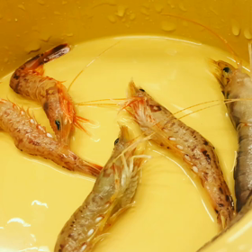 海老の踊り食い！の画像