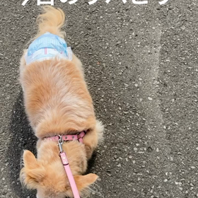 停止ちゅう多めだった今日のリハビリの画像