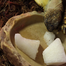 ヘルマンリクガメ ～くだもの編～の画像