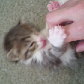 ミルボラ日記5の画像