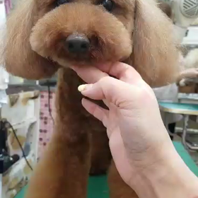 ポメショーお知らせとプードル足のカット風景の画像