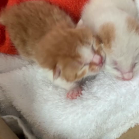 ミルクボランティア ４日目　①の画像