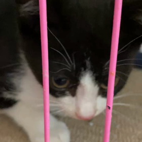 7月9日（日）参加猫メリ、ハリの画像