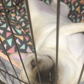 フレンチブル♡影千代ちゃんの天使の寝顔の画像