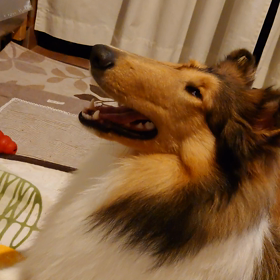 ラフコリー　今日のおもちゃの画像