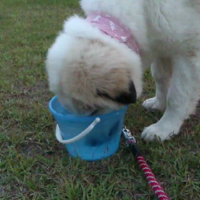 散歩と水の飲み方の画像