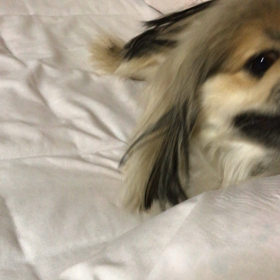 仙台市太白区のトリミングサロンHotDogの画像