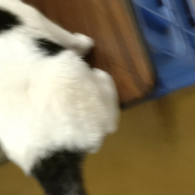 管理所　譲渡会ありがとうございましたの画像