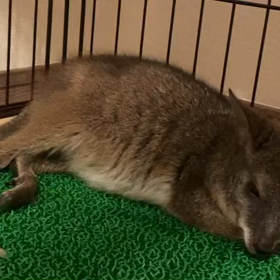 眠たいモードの、ワラビーさんの画像