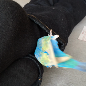 ぴぃさんのひとり遊び  ϵ( 'Θ' )϶の画像